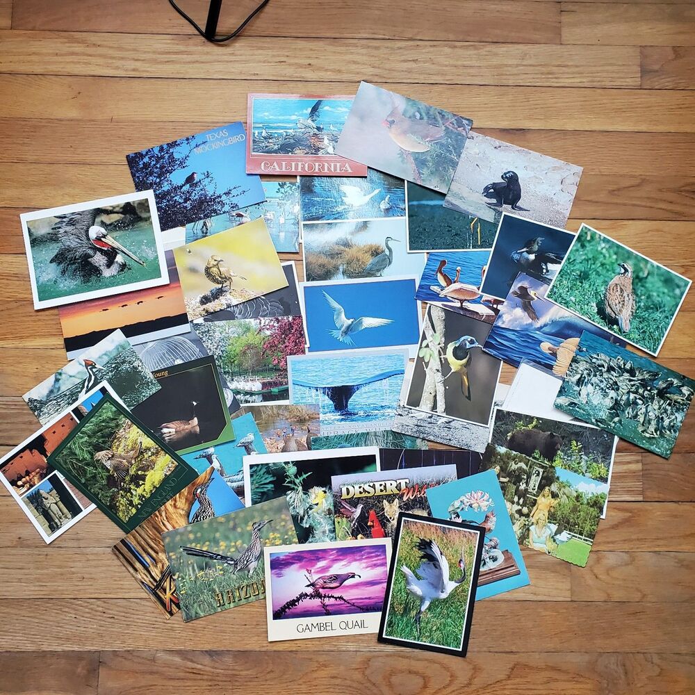 Vintage postcard bundle mostly birds animals (44) seal cardinal duck quail